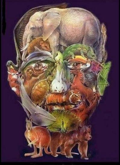 Encuentra 30 animales