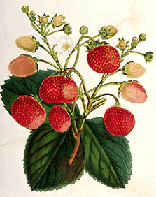 Frambuesas